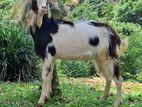 Alpine Male Goat