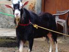 Goat for Stud Service