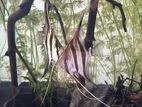 Altum Angel Fish
