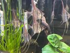 Altum Angels Fish