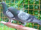 අලු චෙකර් Pigeons