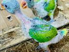 African Grey Birds Chicks