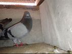 Alu Indian Pigeon