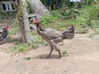 අලු ජාති පිර කිකිලි