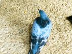 Pigeon