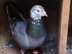 Pigeon