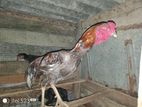 අලු කුකුලෙක්