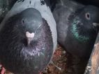 Gray Pigeon