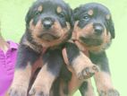 Rottweiler Puppies