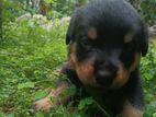 Rottweiler Puppies