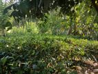 Aluthgama : 14 Acers Estate with Tea and Rubber for Sale in Kalawila