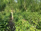 Aluthgama : 14 Acers Tea and Rubber Estate for Sale in Kalawila