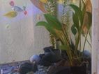 Fish tank එකක් මළු සමගම