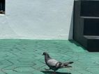 Alwara Pigeon Female