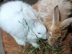 Rabbits