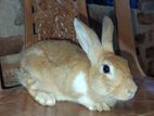 Rabbit