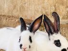 Rabbits