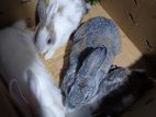 Rabbits