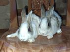 Rabbit