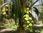 Land for Sale Mirusuvil