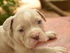 Amarican Bully Puppy