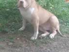 American bully Male Dog for Stud