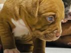 Amarican Bully Puppies