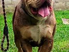 Amarican Buliy Xl Dog Crossing