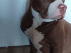 American Bully Female