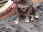 Amarican Bully Dog Female