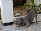 Amarican Bully Dog for Crossing