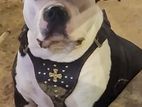 Amarican Bully Dog for Crossing