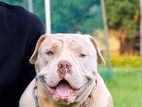 American Bully Dog Crossing