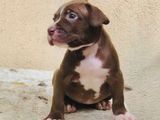 Amarican Bully Dog Puppies