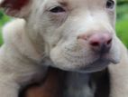 Amarican Bully Puppy