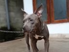 Amarican Bully Female Dog