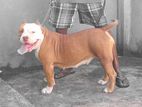 Amarican Bully Female Dog