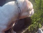 Amarican Bully Female Dog