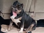 Amarican Bully Female