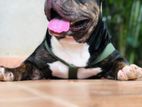 American Bully for Crossing