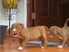 American Bully