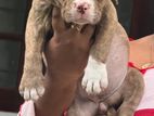 Amarican bully