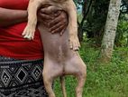 Amarican bully