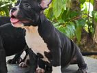 Amarican Bully