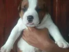 Amarican Bully Puppies