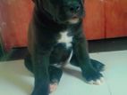 Amarican Bully Puppy