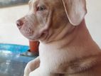 Amarican bully