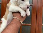 Amarican Bully for a Kind Home