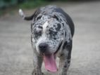 American Bully Dog