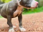 Amarican Bully Puppy